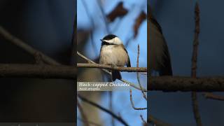 Learn the Chickadee Songs and Calls