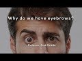 Why do we have eyebrows?