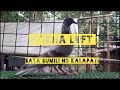 Murang kalapati nabili ng bata | Racing pigeon