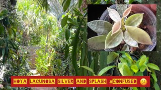 HOYA LACUNOSA SILVER AND SPLASH and Tropical Garden walk