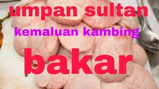 UMPAN GALATAMA LELE JITU KUSUS INDUK(dari biji kemaluan kambing)