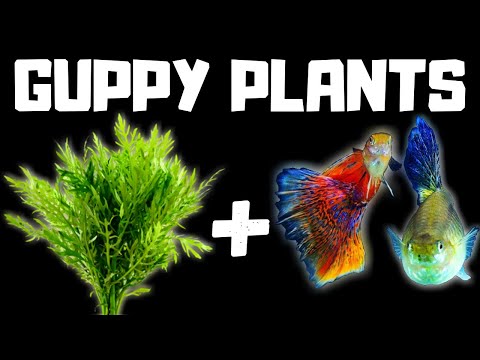 Can guppies live on plants?