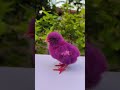 purple chicks cute #shorts #chicks