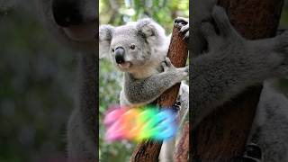 2023 Koalas 🐨 VS 5000 bce Koala 🐨 #shorts #ytshorts #youtubeshort  #viral  @Mrbeast @mrindianhacker