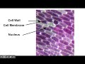 Diffusion Through a Membrane Virtual Lab/Walkthrough  -Part 2- Living Environment