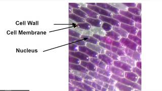 Diffusion Through a Membrane Virtual Lab/Walkthrough -Part 2- Living Environment