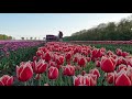 Cutting the tulip fields for best flower bulb production