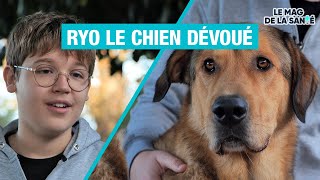 Des chiens SOIGNANTS 2/5 - Allo Docteurs