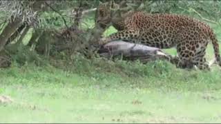 Wild leopard hunting | Leopard Hunting Skills | How do Leopards Hunt | African Leopard