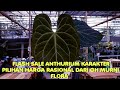 Flash Sale 20 Juni 24, anthurium Koleksi ada Papillaminum, Clarinervium, Dora x Luxu, Forgetii dll 😍