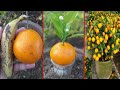 Easy way to grow orange trees with orange and banana | 100% success with banana |