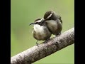 White Browed Babbler Bird