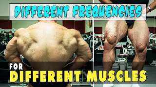 Different Training Frequencies for Different Muscles
