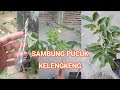 Sambung Pucuk Kelengkeng