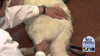 Arthritis in dogs & cats