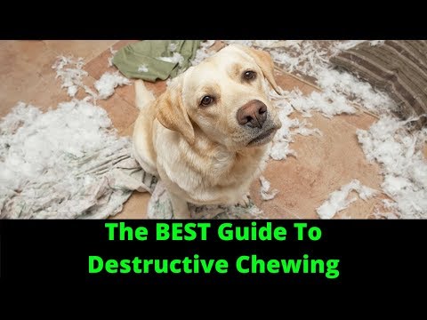 How To Stop Destructive Chewing In Dogs How To Stop Destructive Chewing In Dogs