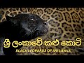 ශ්‍රී ලංකාවේ කළු කොටි | Black Leopards of Sri Lanka