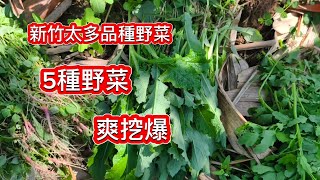 五種野菜挖到爆❗萬萬沒想到新竹路邊長滿薺菜 沒人採❗種子一片一片的 ❗新竹的風太適合野菜生長