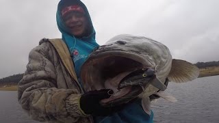 BIG Copeton Cod Off The Surface