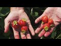 How To Pick Strawberries!