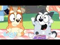 🔴LIVE: Best Bluey Episodes from Series 3! | Unicorse, Mini Bluey, Pizza Girls, and More! | Bluey