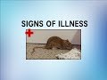 Signs of Illness in Rats