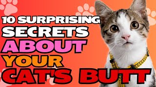 10 Surprising Secrets About Your Cat's Butt ππ€«
