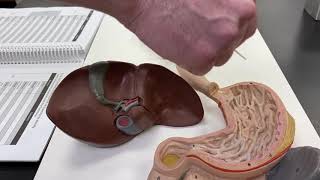 2402 Lab GI 2 Esophagus and Stomach