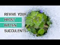 SUCCULENT CARE TIPS | HOW TO REVIVE YOUR FROSTBITTEN SUCCULENTS | PROBLEMS AND FIXES