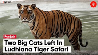 Lone Tiger Safari In Punjab’s Ludhiana Has Just Two Big Cats Left