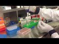 Altogen Biosystems In Vitro HuH 7 Transfection Tutorial