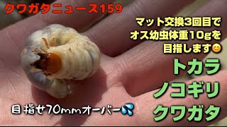 クワガタニュース159〜トカラノコギリクワガタのマット交換3回目で10g超えを目指します