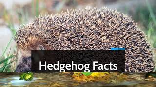 20 FACTS About Hedgehogs You Should Know