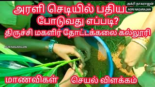 அரளி செடியில் பதியம் போடுவது எப்படி? திருச்சி மகளிர் தோட்ட கல்லூரி மாணவிகள் செயல் விளக்கம்