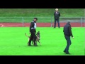 FCI IPO 2010 Peter Scherk (B) Germany 服従 ﾄﾞｲﾂ Belgian Malinois