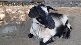 Goat sound 2020 । Best goat sound in the world 2020