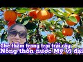 Touring a Persimmon Farm | cuộc sống Mỹ | người việt ở Mỹ | nông thôn nước Mỹ | nông sản ở Mỹ