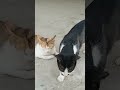 Cats kissing #cat#respect #ytshortvideo