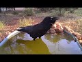 Australian Raven Making Creaking Sounds - Comical