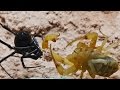 Black Widow Tangles Up And Bites Scorpion (Warning: May be disturbing to some viewers.)