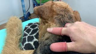 Handstripping an Airedale Terrier's Neck to His Shoulders