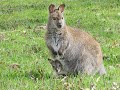 How cute! Detroit Zoo welcomes baby wallaby, estimated between 5-6 months old