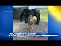 Suspect identified in case of horse found shot to death on the Big Island