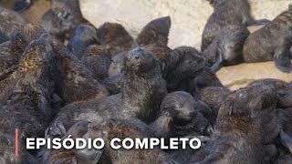 A vida em uma das maiores colônias de focas do mundo | África: Maravilhas do Mundo Marinho 102