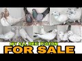 My HIGH FLYER PIGEON FOR SALE..ALL SOLD OUT..