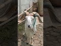 Tanduk super mewah #short #shorts #domba #sheep #goat #lucu #viralvideo