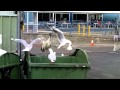 ibis in garbage bins