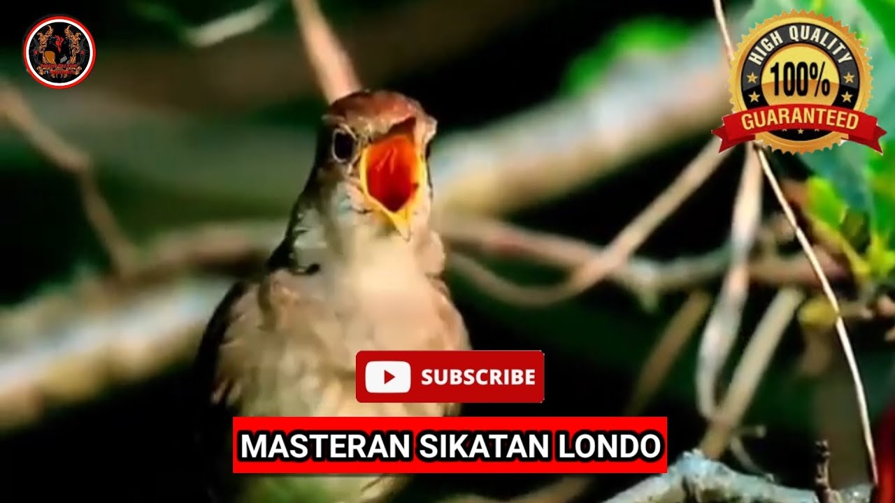 Masteran SIKATAN LONDO || NIGHTINGALE BIRD, Guru Vokal Semua Burung ...