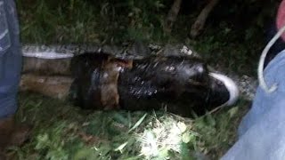 Indonesian Farmer Swallowed Whole by 23-Foot-Long Python