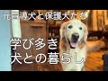 生きるために必要な事を犬達に教えてもらっています。